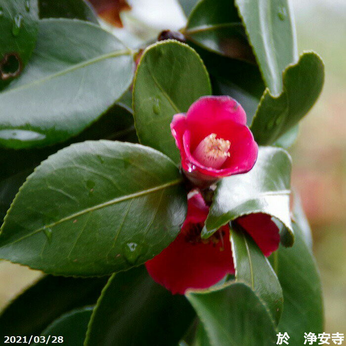 椿 苗　天倫寺月光 2年生挿木苗 3号 （長期化成肥料付）　【半日陰～好日性植物】【椿苗 ツバキ】【盆栽素材】【茶花】【花木】【ワビ芯ツバキ】【椿 苗木】