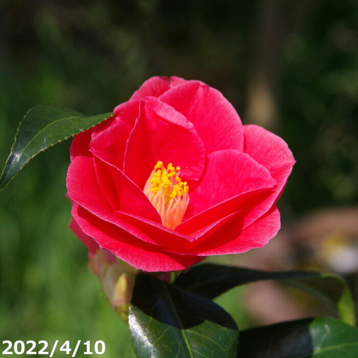 椿 苗　紅都鳥 2年生挿木苗 3号（9cmポット）（長期化成肥料付）　【半日陰～好日性植物】【椿苗 ツバキ】【植木 庭木】【樹木 花木】【茶花】【椿 苗木】