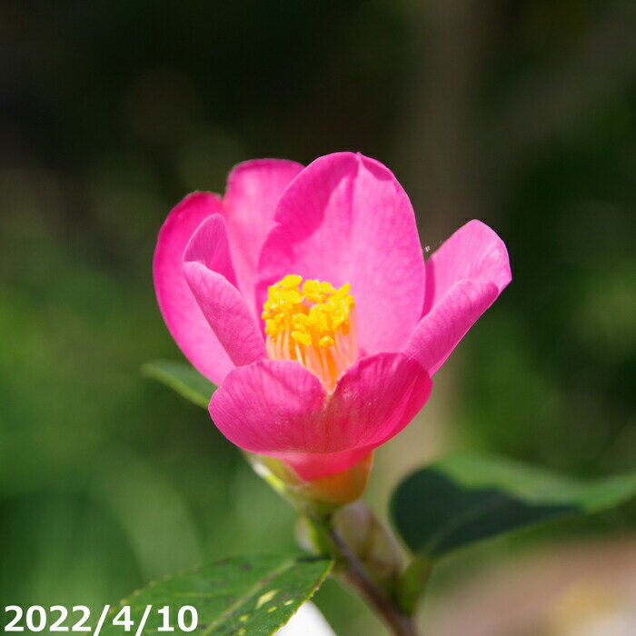 椿　苗　ひな桜　2年生挿木苗　3号（9cm) （長期化成肥料付）　【半日陰～好日性植物】【椿苗 ツバキ】【盆栽素材】【茶花】【ミニ盆栽 苗】【花木】【椿　苗木】