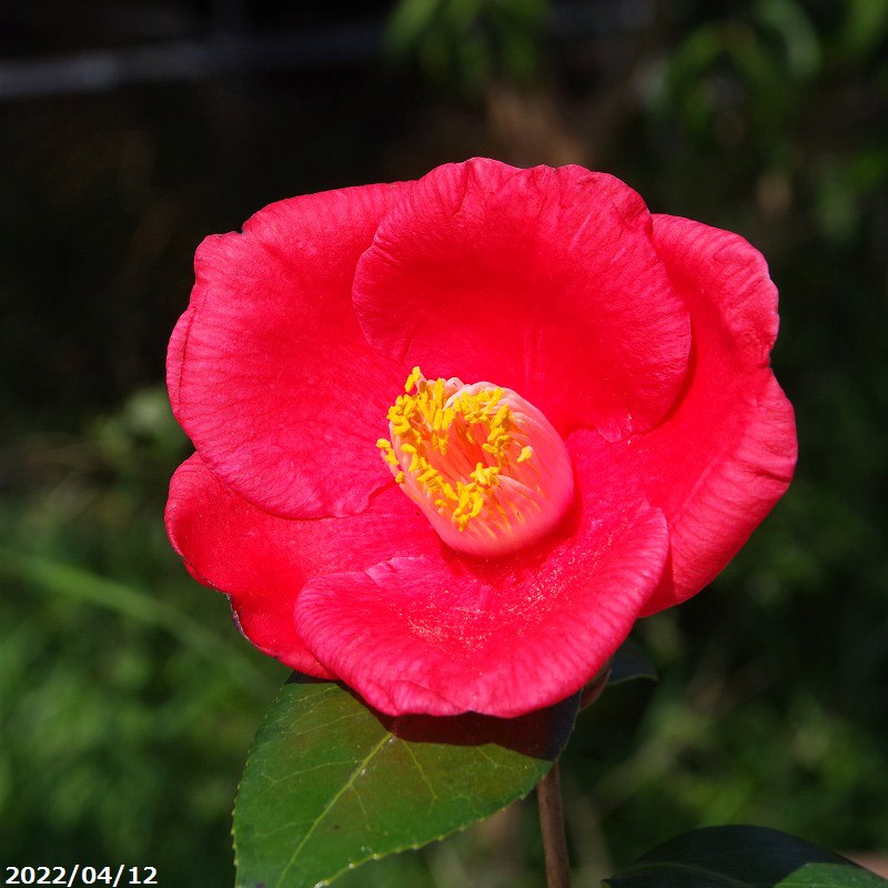 科名ツバキ属 名称植物学上はヤブツバキ 別名ツバキ 学名Camellia japonica 分布日本列島　本州、九州、四国　　北限　青森県海外　朝鮮半島南部、及び台湾 花期秋〜春 耐寒性有 耐暑性強 日照全日照から半日陰、明るい日陰まで耐陰性は強い 用途庭園樹、茶花（切花）、盆栽等 　 　 　