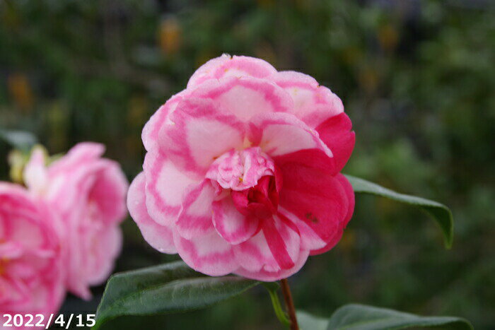 椿 苗　越の麗人 2年生挿木苗 3号（9cmポット）（長期化成肥料付）【半日陰〜好日性植物】【椿苗 ツバ..