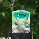 果樹　苗　オリーブ　ルッカ　3.5号【果樹 庭木 花木 ベランダ園芸】【苗木 植木 果樹 庭木 花木 ベランダ園芸 オリーブの木 庭木 シンボルツリー 常緑樹 るっか】