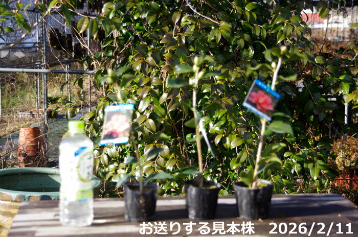 椿 苗　菱唐糸(ひしからいと) 2年生挿木苗 3号 （長期化成肥料付）【半日陰〜好日...