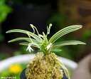 【現品・一点物 No.1037】 富貴蘭 西施 3.5号 【送料無料】【古典園芸植物】【伝統園芸植物】【ラン科植物 着生蘭 フウラン フーラン 風蘭】【珍奇植物...