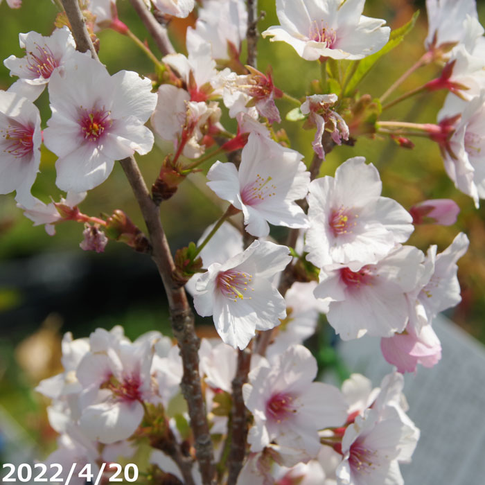 桜　苗木　御殿場桜　接木一年生苗　3.5号深(10.5cm) （長期化成肥料付）　【庭木・花木】【サクラ・さくら】【鉢植え・ベランダ園芸】