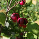 庭木 苗 オオツリバナ 10号 (長期化成肥料付) 【送料無料】【樹木 花木】【植木 庭木】