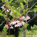 【現品一点物No.9331】庭木 苗 赤花エゴ 13号 抜き苗(長期化成肥料付)【植木 庭木】【樹木 花木】【シンボルツリー えごの木 エゴノキ ガーデニング インテリア エクステリア】