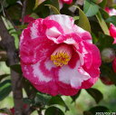 科名ツバキ属 名称植物学上はヤブツバキ 別名ツバキ 学名Camellia japonica 分布日本列島　本州、九州、四国　　北限　青森県海外　朝鮮半島南部、及び台湾 花期秋〜春 耐寒性有 耐暑性強 日照全日照から半日陰、明るい日陰まで耐陰性は強い 用途庭園樹、茶花（切花）、盆栽等 　 　 　