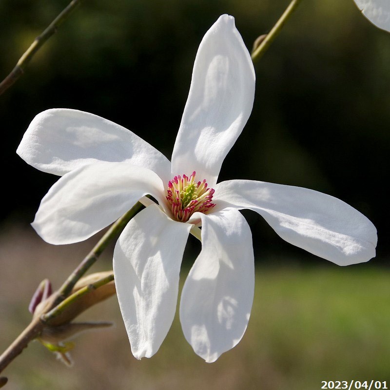 『ワダスメモリー』Magnolia “Wada's Memory” 『コブシ(辛夷)』と『タムシバ(田虫葉)』の自然交雑種 もくれんの仲間で和田弘一郎氏により生まれた品種 花付きのよい品種で、香りのある白い大きな花をたくさん付け、若木のうちから開花する 花はコブシよりもやや大きめで芳香がある 花弁6と披針形の萼3 花の下に1，2枚の葉がつく 葉はコブシよりやや小型で細長く、新葉は赤みを帯びている