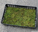 【京の苔】オオシラガゴケ 中トレー(35×52cm) 【苔盆栽】【苔テラリウム】