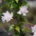 桜 苗木　富士桜 琳宝 3.5号（10.5cmポット）　（長