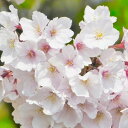 桜 庭木 苗 吉野桜 接木苗 8号 高さ136-147cm(No.8453)(長期化成肥料付)【春の花木】【桜 サクラ】