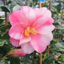 椿 苗 絞蓮華 2年生挿木苗 3号(9cmポット) (長期化成肥料付)【半日陰~好日性植物】【椿苗 ツバキ】【盆栽素材 茶花 花木】【椿 苗木】