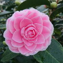 【10%OFFクーポン対象!~11/11】椿 苗 まほろば 挿木 4年生苗 5号 (長期化成肥料付)【半日陰~好日性植物】【椿苗 ツバキ】【盆栽素材】【茶花】【花木】【椿 苗木】