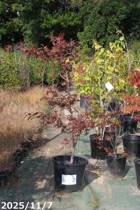 【現品一点物No.7846】庭木 苗木　不明モミジ　接木苗　高さ1.6m（長期化成肥料付）【送料無料】【もみじ 紅葉】【植木 苗木】【庭木 落葉樹】