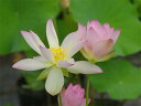 花ハス ポット販売 太陽旗 10号 茶碗蓮(草丈)【送料無料】【花蓮、花ハス】【10号~ポット向き】【小型容器栽培品種】【好日性宿根草】