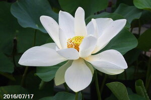 花ハス 行基 (白花大賀蓮) 大型品種(草丈)(肥料付) 【蓮根販売】【12号~ポット向き】【中型容器以上栽培品種】 【ハス 花蓮】 ●お届日指定不可●3月以降順次発送