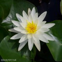 温帯スイレン ムーン ダンス 【肥料付】IB化成(バーティーラージ)10g入り2袋 【水生植物・水草】【浮葉植物】【睡蓮・すいれん】