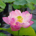 仏足蓮 10号 開花及び開花見込み株 【花蓮、花ハス】【大型品種】【中型容器(12号)以上栽培品種】【好日性宿根草】【送料無料】