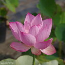 花ハス ポット販売 巨椋巨大輪 10号 【送料無料】【花蓮、花ハス】【大型容器13号以上栽培品種】【好日性宿根草】