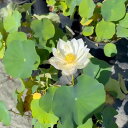 花ハス 小云碗蓮 10号ポット(30cmポット) 開花及び開花見込み株【花蓮、花ハス】【中小型品種】【好日性宿根草】【送料無料】
