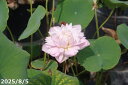 花ハス ポット販売 粉松球(2)10号 茶碗蓮【送料無料】【花蓮、花ハス】【10号~ポット向き】【小型容器栽培品種】【好日性宿根草】