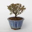 春の花木 サツキ 早乙女小町 2.5号(7.5cm) 【盆栽素材 ミニ盆栽 小品盆栽】(さつき)