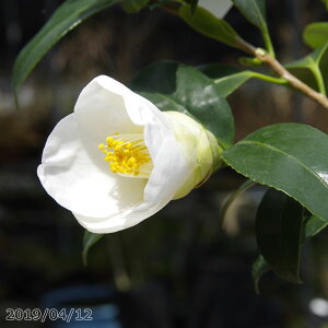 椿 苗 一休 2年生挿木苗 3号(9cmポット) (長期化成肥料付)【半日陰〜好日性植物】【椿苗 ツバキ】【盆栽素材 茶花 花木】【椿 苗木】 kb33