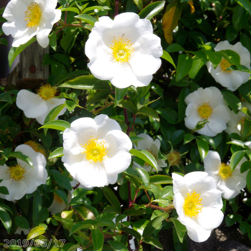 ナニワイバラ　6号（18cm）　【原種のバラ・野生のバラ・野薔薇】