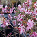 オカメザクラ （おかめ 桜） さし木苗 3.5号（10.5cm） 【サクラ さくら】【盆栽素材】【ミニ 盆栽 苗】【苔玉素材】【寄せ植え素材】【園芸 庭木素材】 【湿生植物 腰水栽培】オカメ