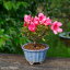 サツキ 早乙女小町 2.5号(7.5cm) 【春の花木】【盆栽素材 ミニ盆栽 小品盆栽】(さつき 五月 皐月)