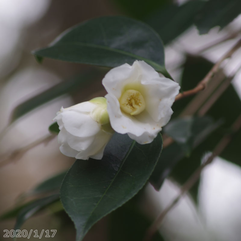 【ぜひご一読ください】 椿は種類（品種）によって若木でも莟が着きやすい品種もあれば、着きにくい品種もあります。 あるいは同一の品種の中でも着いたり、着かなかったりする時もございます。 ご理解のうえお買い求めください。 科名ツバキ属 名称植物学上はヤブツバキ 別名ツバキ 学名Camellia japonica 分布日本列島　本州、九州、四国　　北限　青森県海外　朝鮮半島南部、及び台湾 花期秋〜春 耐寒性有 耐暑性強 日照全日照から半日陰、明るい日陰まで耐陰性は強い 用途庭園樹、茶花（切花）、盆栽等 花期:12〜3月 花色:白色 花形:一重、猪口咲き 極小輪。 園主の日記　2020年1月17日 　 　 　
