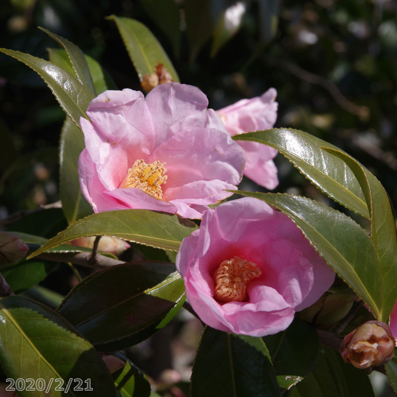 椿　苗　太郎冠者（有楽）　 3号（9cm）　挿木2年生苗 （長期化成肥料付）　【半日陰～好日性植物】【椿苗 ツバキ】【茶花】【盆栽素材】【花木】【ワビスケツバキ 侘助】【椿　苗木】