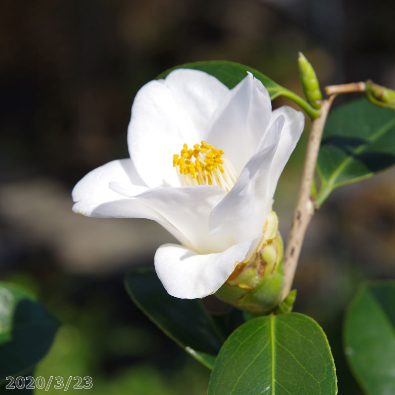 椿 苗　最小白花　2年生挿木苗　3号（9cmポット） （長期化成肥料付）　【半日陰～好日性植物】【椿苗 ツバキ】【盆栽素材】【茶花】【ミニ盆栽 苗】【花木】【椿　苗木】