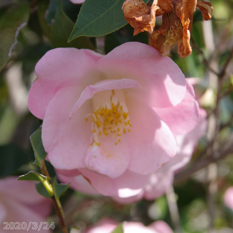椿　苗　春曙光(春曙紅) 　2年生挿木苗　3号（9cm） （長期化成肥料付）　【半日陰～好日性植物】【椿苗 ツバキ】【茶花】【盆栽素材】【花木】【椿　苗木】のサムネイル