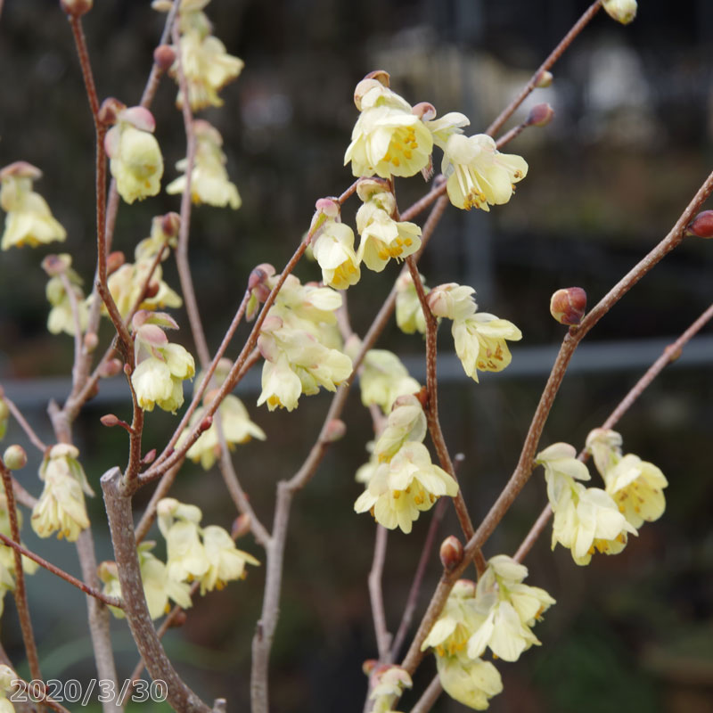 早春の花木　ヒュウガミズキ　4号　【盆栽素材】【樹木・花木】