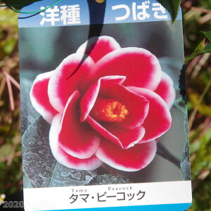 西洋椿 苗 タマピーコック 2年生挿木苗 3号(9cmポット) (長期化成肥料付) 【半日陰〜好日性植物】【椿苗 ツバキ】【花木】【椿 苗木】