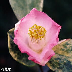 【最大50%OFFクーポン発行中！】椿 苗　素粧 3年生挿木苗 4号（長期化成肥料付）　【半日陰〜好日性植物】【椿苗 ツバキ】【盆栽素材 茶花 花木】【椿 苗木】