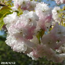 桜(サクラ)苗 楊貴妃(八重桜) 接木根巻き苗 高さ140-150cm(長期化成肥料付) 【八重桜】【庭木・花木】【サクラ・さくら】