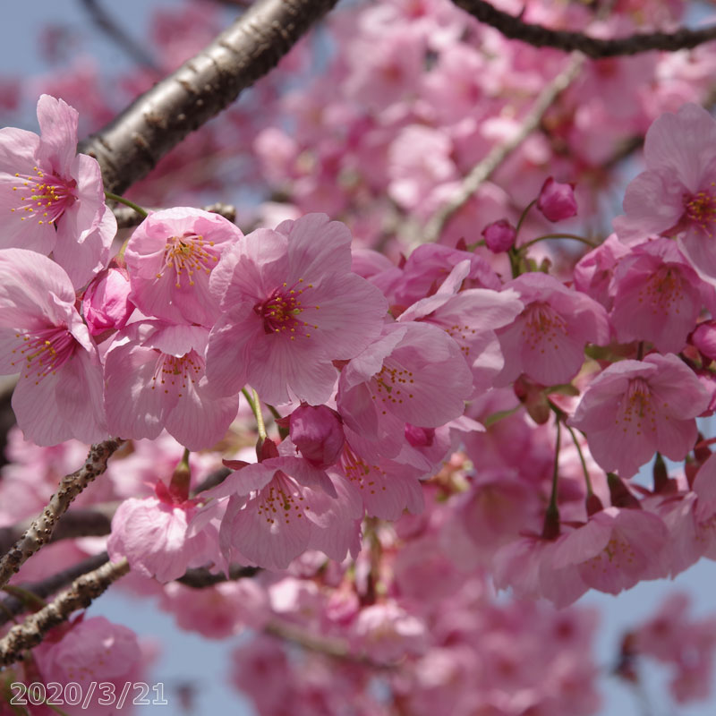 桜　苗木　陽光桜　接木一年生苗　3.5号深(10.5cm) （長期化成肥料付）　【庭木・花木】【サクラ・さくら】【鉢植え・ベランダ園芸】