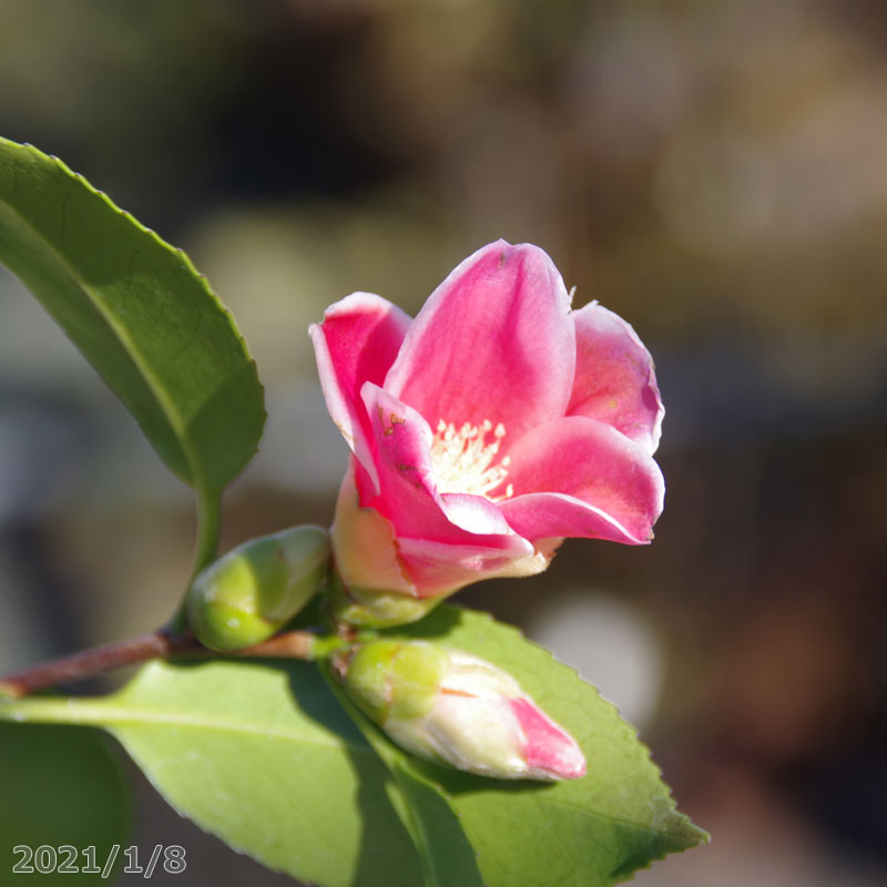 椿 苗 湊晨侘助 3年生挿木苗 4号 （長期化成肥料付）【半日陰～好日性植物】【椿苗 ツバキ】【盆栽素材】【茶花】【ミニ盆栽 苗】【花木】【ワビスケツバキ 侘助】【椿 苗木】