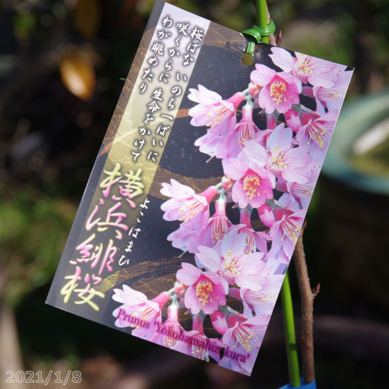 桜　苗木　横浜緋桜　接木一年生苗　3.5号深(10.5cm) （長期化成肥料付）　【庭木・花木】【サクラ・さくら】【鉢植え・ベランダ園芸】