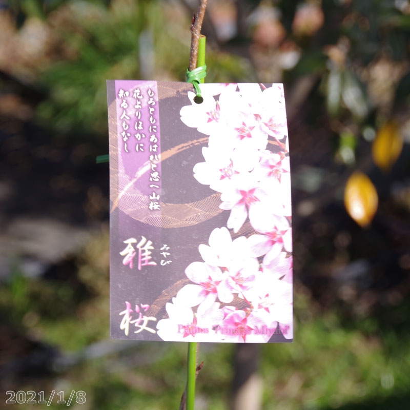 桜　苗木　雅桜　接木一年生苗　3.5号深(10.5cm) （長期化成肥料付）　【庭木・花木】【サクラ・さくら】【鉢植え・ベランダ園芸】