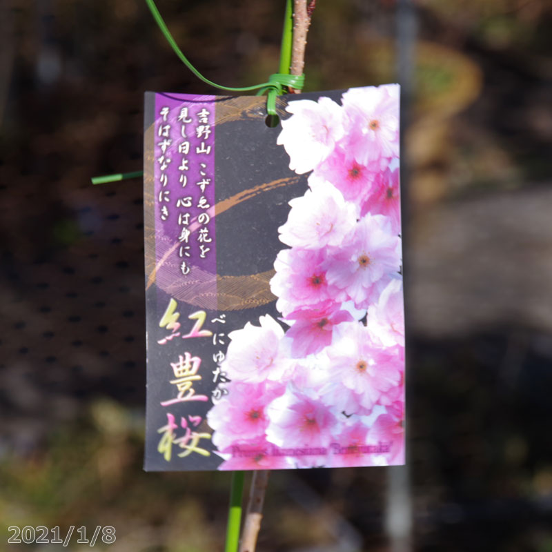 桜　苗木　紅豊　接木一年生苗　3.5号深（10.5cm） （長期化成肥料付）　【庭木・花木】【サクラ・さくら】【鉢植え・ベランダ園芸】