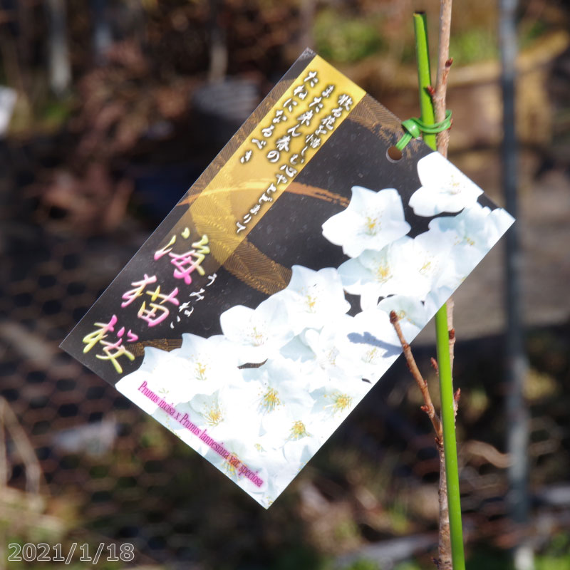 桜　苗木　海猫桜　接木一年生苗　3.5号深(10.5cm) （長期化成肥料付）　【庭木・花木】【サクラ・さくら】【鉢植え・ベランダ園芸】