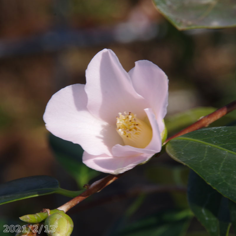 椿 苗 平成侘助（12月初冬咲き） 2年生挿木苗 3号（9cmポット） （長期化成肥料付） 【半日陰～好日性植物】【椿苗 ツバキ】【ミニ盆栽 小品盆栽素材】【矮性 小型種】【盆栽素材 茶花 花木】【ワビスケツバキ 侘助】【椿 苗木】