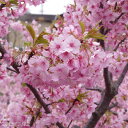 【現品・一点物No.3379】桜 苗木 河津桜(カワヅザクラ) 12号 抜き苗 高さ160cm (長期化成肥料付)【送料無料】【花木 桜 サクラ】【接木苗】