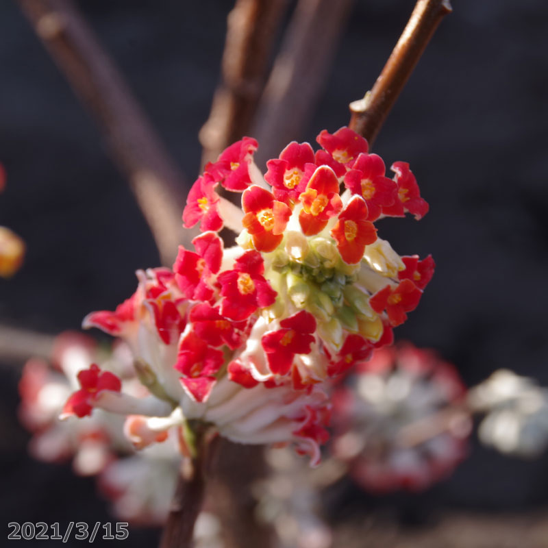 庭木 低木 苗木　アカバナミツマタ(赤花三又)　接木根巻苗　高さ75-80cm （長期化成肥料付） 【送料無料】【花木・アカバナミツマタ・三つ又】【庭木・鉢植え・ベランダ園芸】【植木 庭木】【樹木 花木】