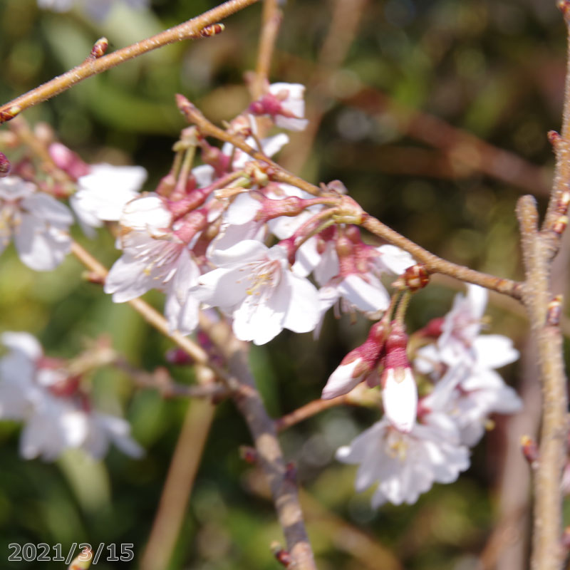 桜　苗木　四季咲き（四季桜）　接木一年生苗　3.5号深(10.5cm) （長期化成肥料付）　【庭木・花木】【サクラ・さくら】【鉢植え・ベランダ園芸】