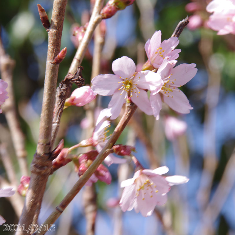 桜　苗木　啓翁桜（ケイオウザクラ）　接木一年生苗　3.5号深(10.5cm) （長期化成肥料付）　【庭木・花木】【サクラ・さくら】【鉢植え・ベランダ園芸】